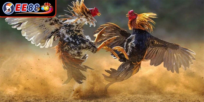 Chia nhỏ ngân sách thành 10 phần bằng nhau khi tham gia đá gà