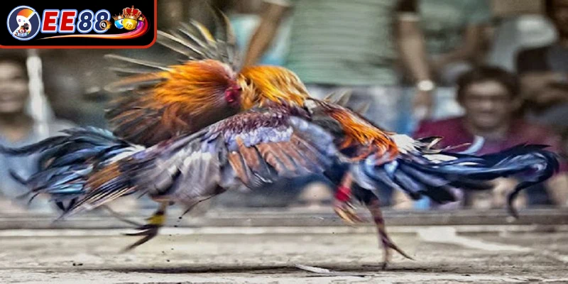 Sự kiện tổng hợp đỉnh cao tại đá gà quy tụ liên minh chủ kê danh tiếng